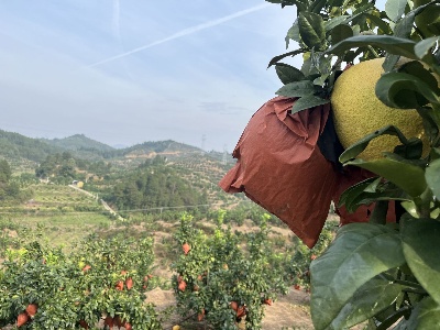 应家乡石门村：“柚”是一年好“丰”景