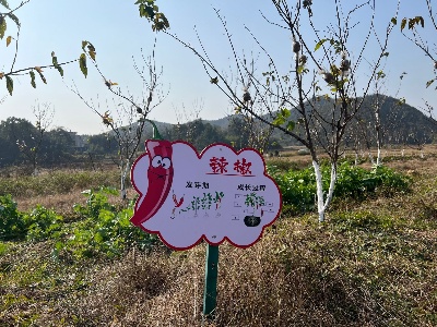 清水乡：“樱桃+辣椒”撬动村集体经济“大产业”