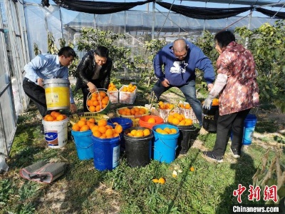 浙江象山统一战线成员爱心接力30小时 卖完3000箱柑橘