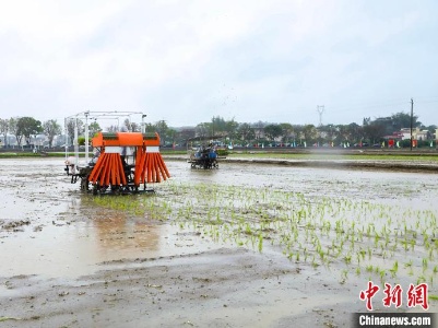 廣州今年早造種糧預(yù)計(jì)約21萬(wàn)畝 推動(dòng)增產(chǎn)增收