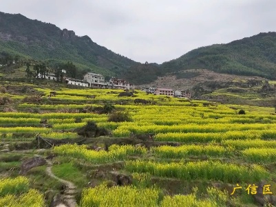 望仙鄉(xiāng)葛路村：千畝油菜花開 喜迎八方游客