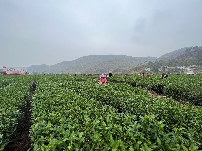 上泸镇：首批春茶开采