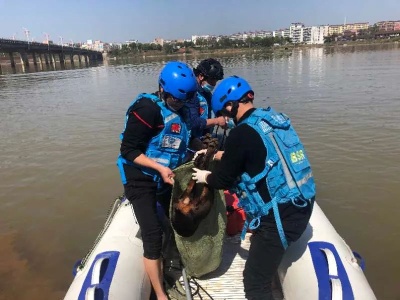2条疯犬接连咬伤4人！广昌警方果断开枪为民除害！