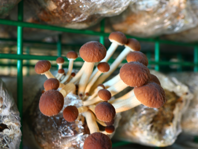 江西广昌特产！复工复产后的第一波茶树菇，您尝到鲜了吗？