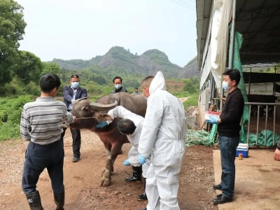 “春防”正在有序进行！这些动物打针、采血究竟是为哪般？