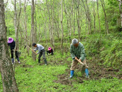 江西广昌：黄精变“黄金”，村民在山里种下致富宝贝！