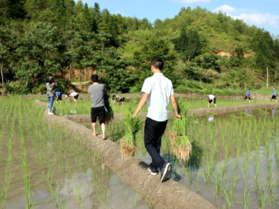 江西广昌：秧田里最靓丽的风景线