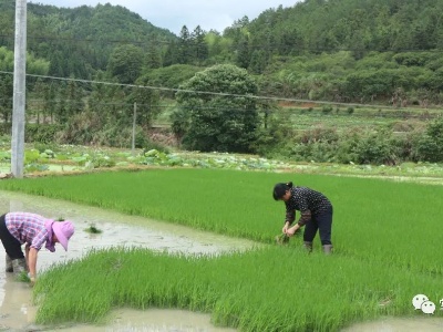 广昌县尖峰乡：中稻种植忙