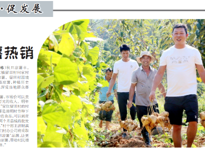 赤水：凉薯热销