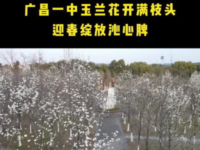 广昌一中玉兰花开满枝头 迎春绽放沁心脾