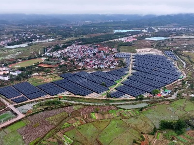 广昌400亩羊肚菌基地丰收啦