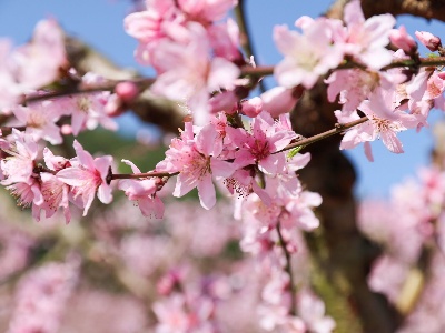 抚州广昌：桃花绽放引客来