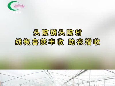 头陂镇头陂村：线椒喜获丰收 助农增收