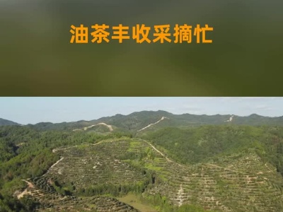 江西广昌：油茶丰收采摘忙
