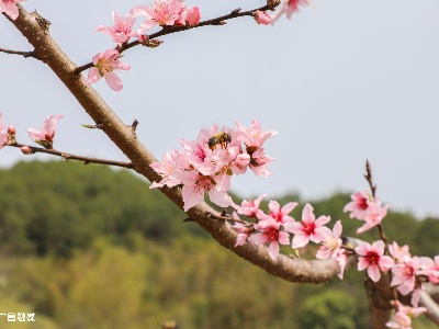 水南圩乡桃花争艳图（合集）