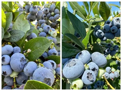 【江西是个好地方】“莓”好产业获丰收 村民喜摘“致富果”