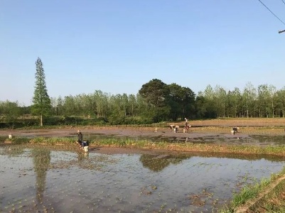 枫江镇南岭村扎实推进早稻种植及抛荒整治工作