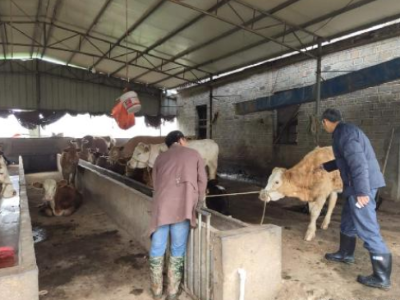 ​丁江镇:扎实开展重大动物疫病春季集中防疫工作