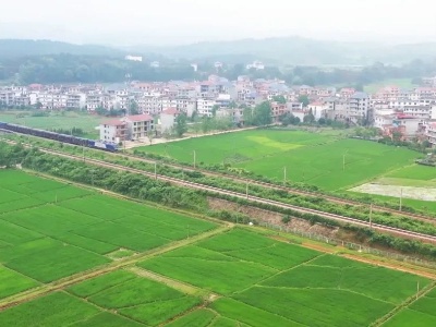 双村镇：大力建设高产高效水稻基地