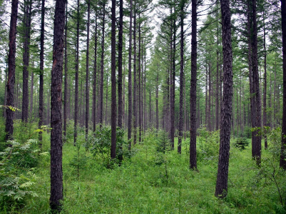 吉水县林业局组织国有林场森林经营方案评审