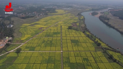 乌江镇乌江坪村：千亩油菜引客来