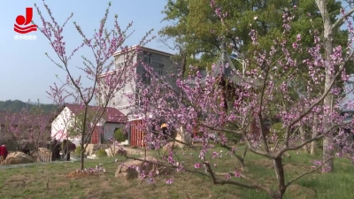 冠山乡举办第一届桃花节主题活动