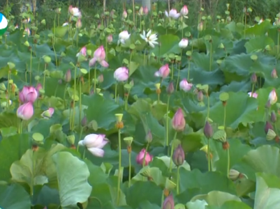 武宁县甫田乡：百亩荷花露芳颜