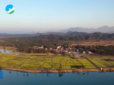 春意盎然菜花香 乡村田园景如画