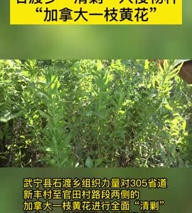 石渡乡“清剿”入侵物种“加拿大一枝黄花”