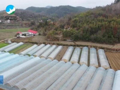 武宁县蔬菜种植户积极应对降雨降温天气