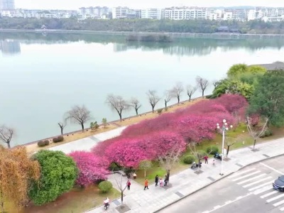 江西武宁：春和景明 花满大地