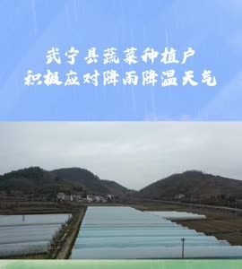 武宁县蔬菜种植户积极应对降雨降温天气