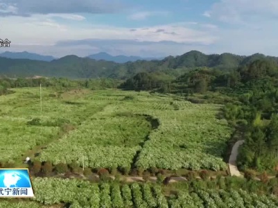 武宁县清江乡：千亩水栀子花开 洁白花海引客来