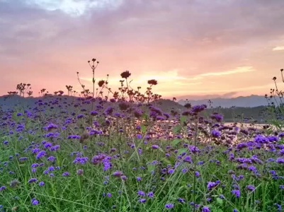 《花海霞光》 摄影：何悦