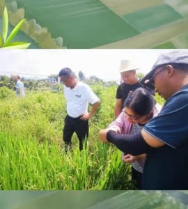 武宁县农业农村局：市农技中心到武宁开展植保体系建设及病虫害发生情况调研