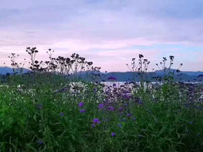 《绚烂花海醉人心》 摄影：何悦