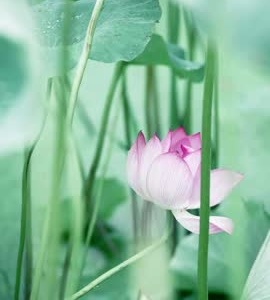 每日一景：清水出芙蓉