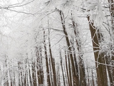 每日一景：雪树如冰琴