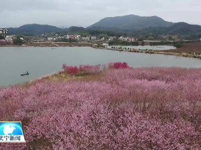 澧溪北湾半岛樱花“一夜”绽放 提前半月进入观赏期