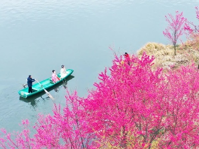 每日一景：游船赏花醉春色