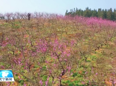 桃花盛开迎客来 乡村春日多色彩