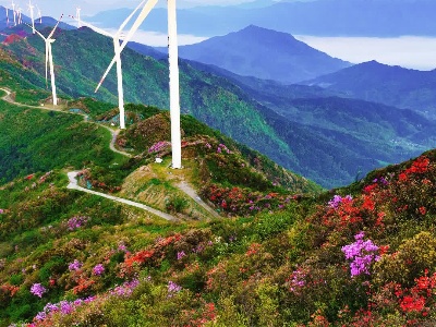 每日一景：绚丽多彩满山坡