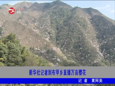 新华社记者到布甲乡直播万亩樱花