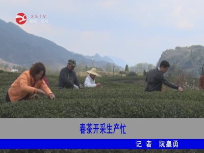 春茶开采生产忙