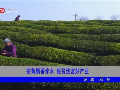 茶菊飘香修水 脱贫致富好产业