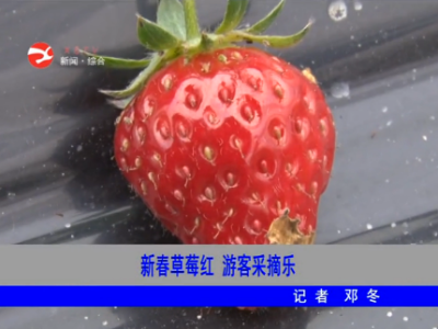 新春草莓红 游客采摘乐