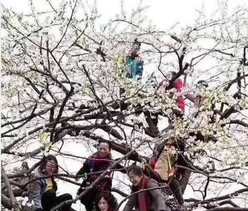 光明时评：“游园黑名单”能不能管住满树的大妈
