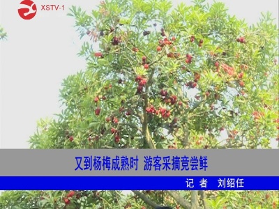 又到杨梅成熟时  修水游客采摘竞尝鲜