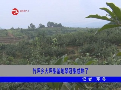 竹坪乡大坪梨基地翠冠梨成熟了