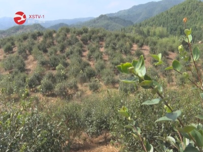 持续干旱油茶受灾  马坳镇金坪村干群联合灌溉保收